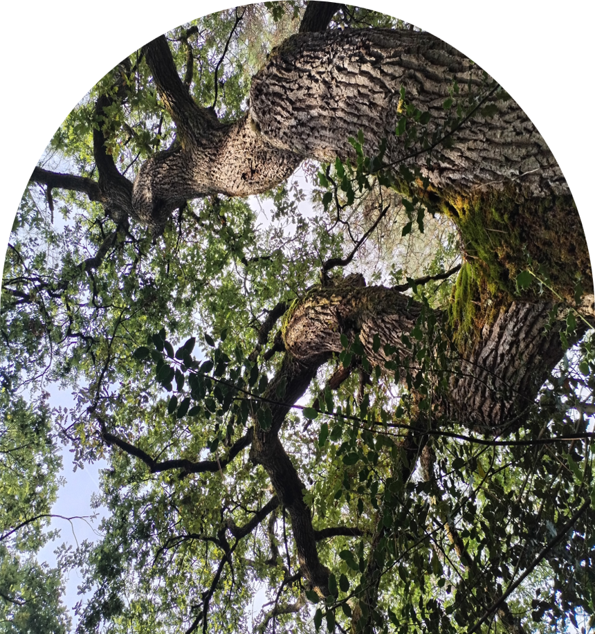 Accompagnement vers l'emploi